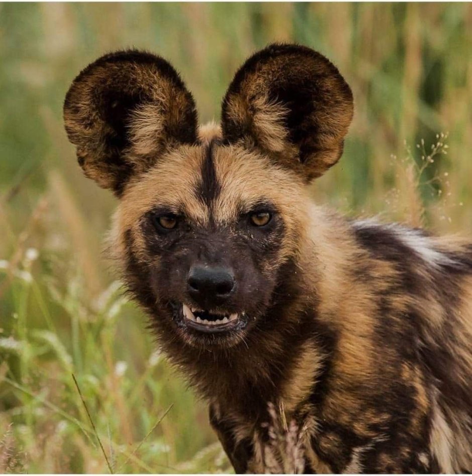 Гиеновидная собака