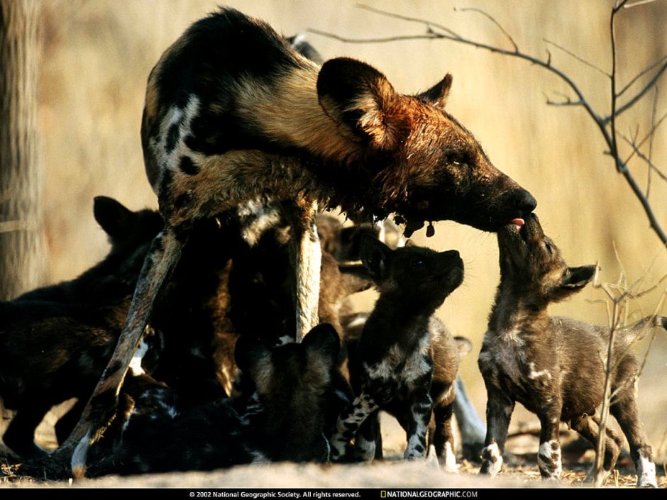 Гиеновидная собака против волка