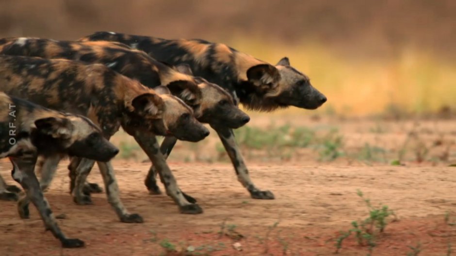 Гиеновидная собака и их охота