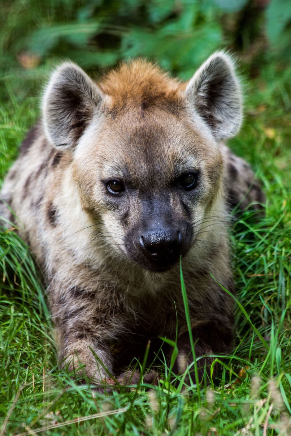 Щенок гиены