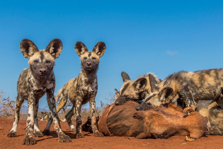 Гиеновидная собака и гиена
