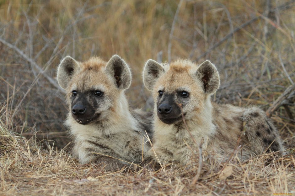 Гиена желтая