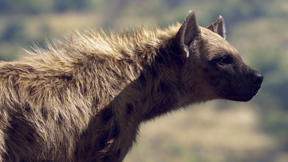 Алебастровая гиена