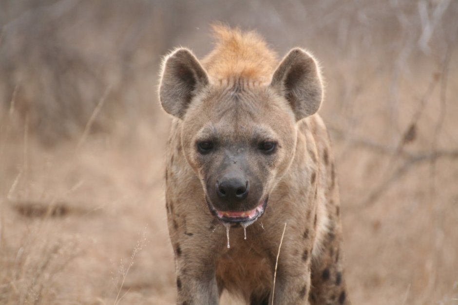 Гиены субтропики
