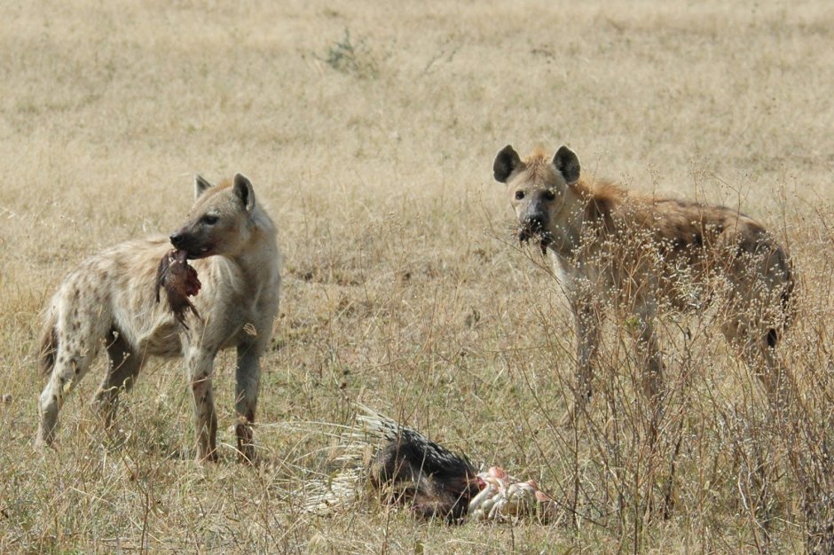 Малавийская гиена-людоед
