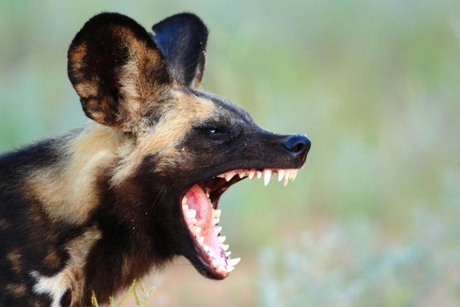 Австралийская Гиеновидная собака