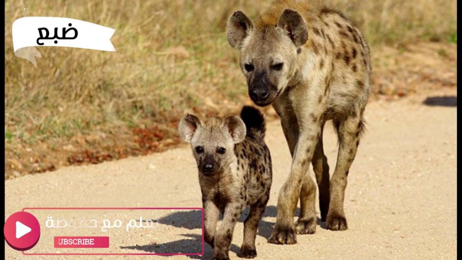 Алжир гиены