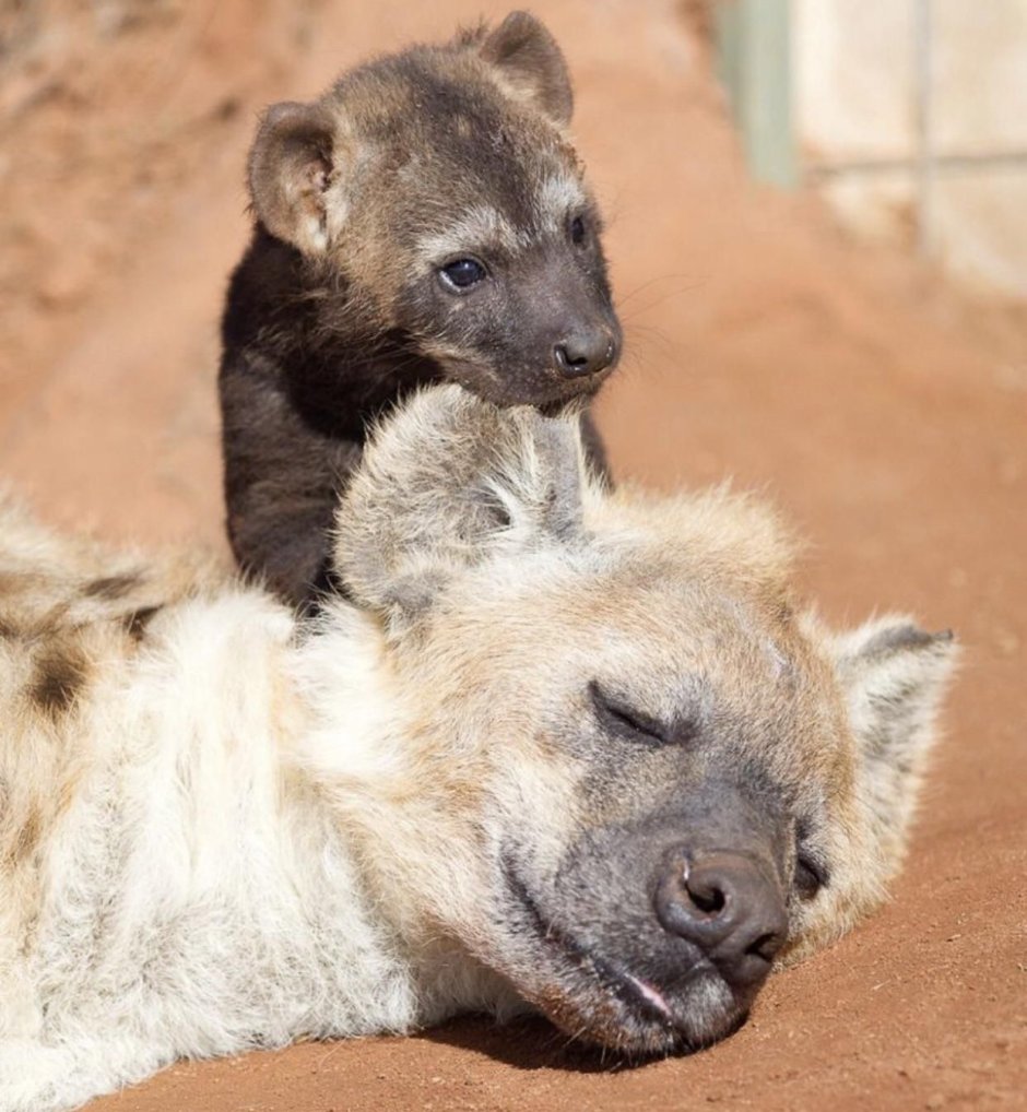 Щенок пятнистой гиены