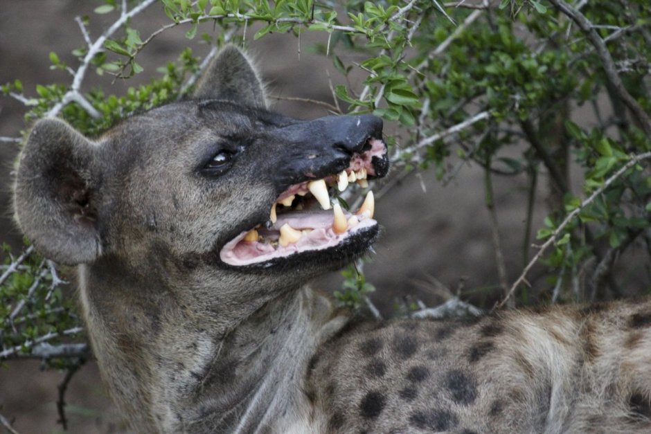 Гиена альбинос