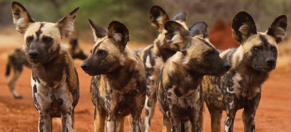 Дикие собаки против гиен