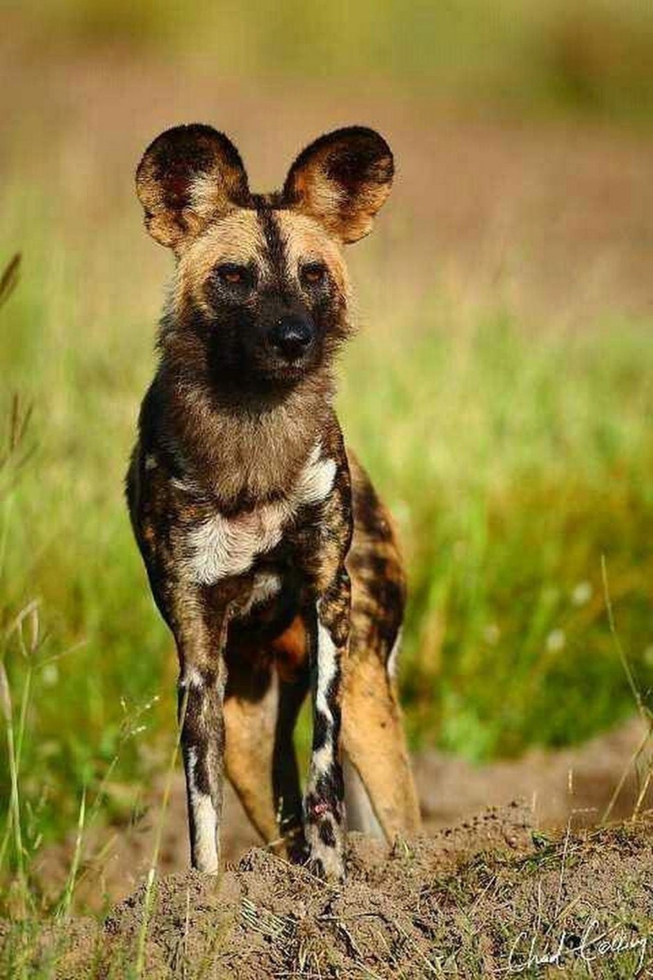 Африканская гиеновая собака