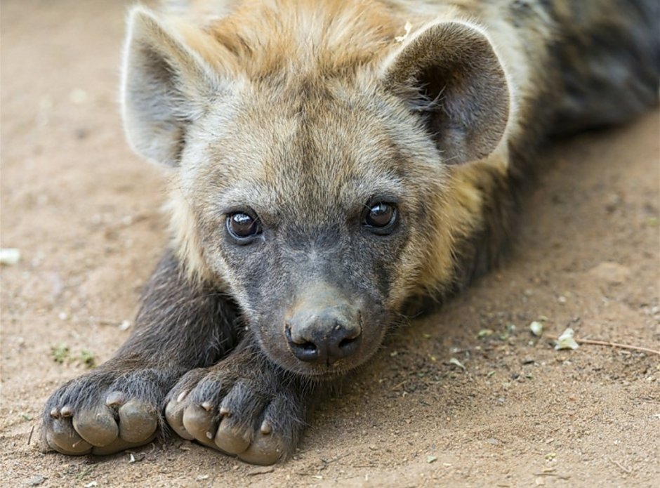 Глаза гиены