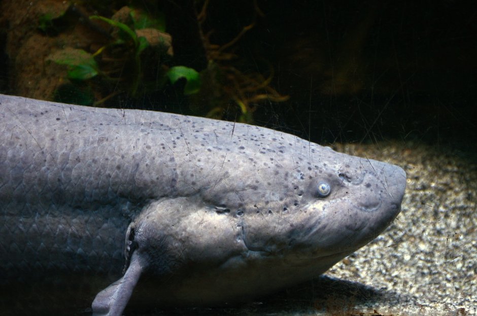 Protopterus annectens
