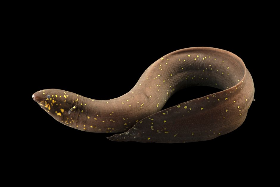 Lepidosiren paradoxa чешуйчатник американский