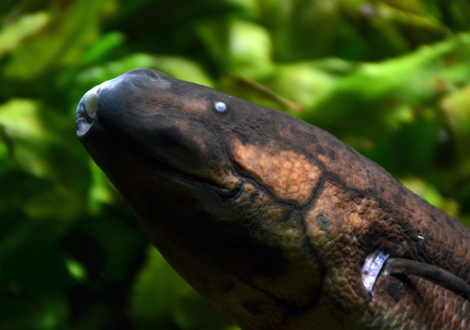 Lepidosiren paradoxa чешуйчатник американский