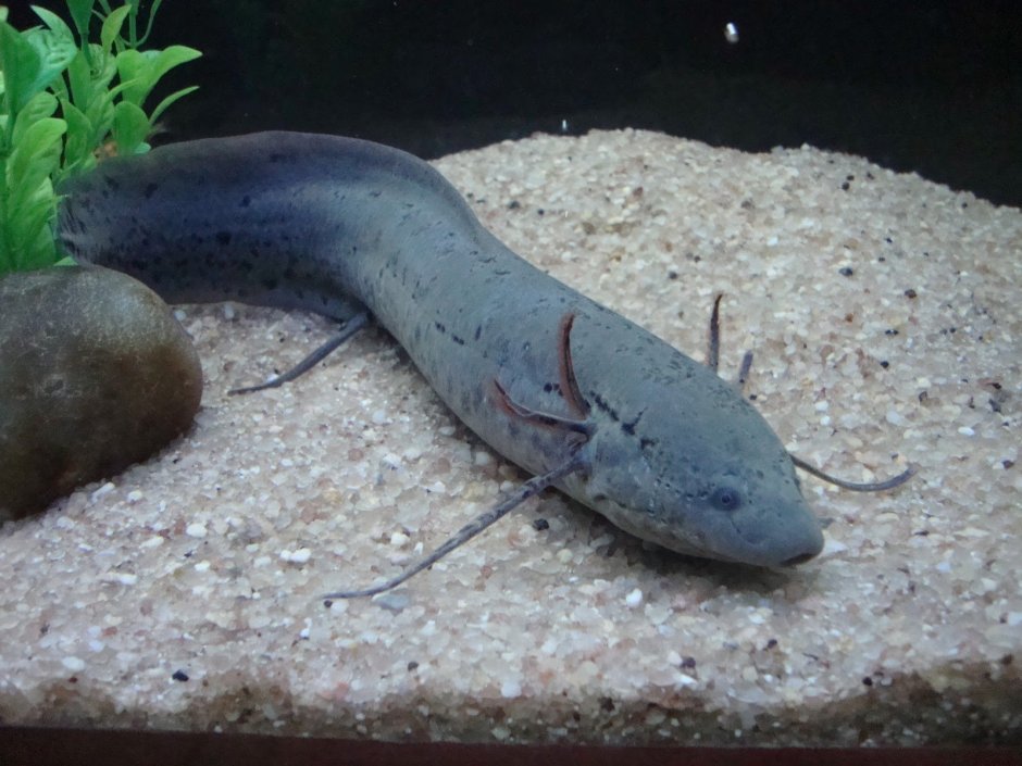 Protopterus aethiopicus