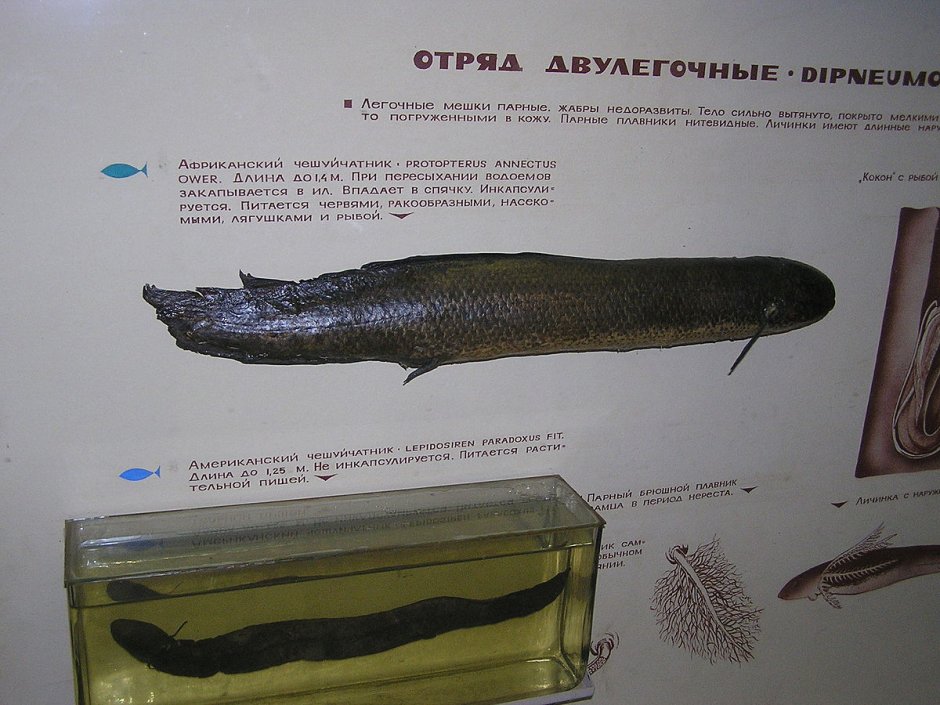 Африканский чешуйчатник какое сердце