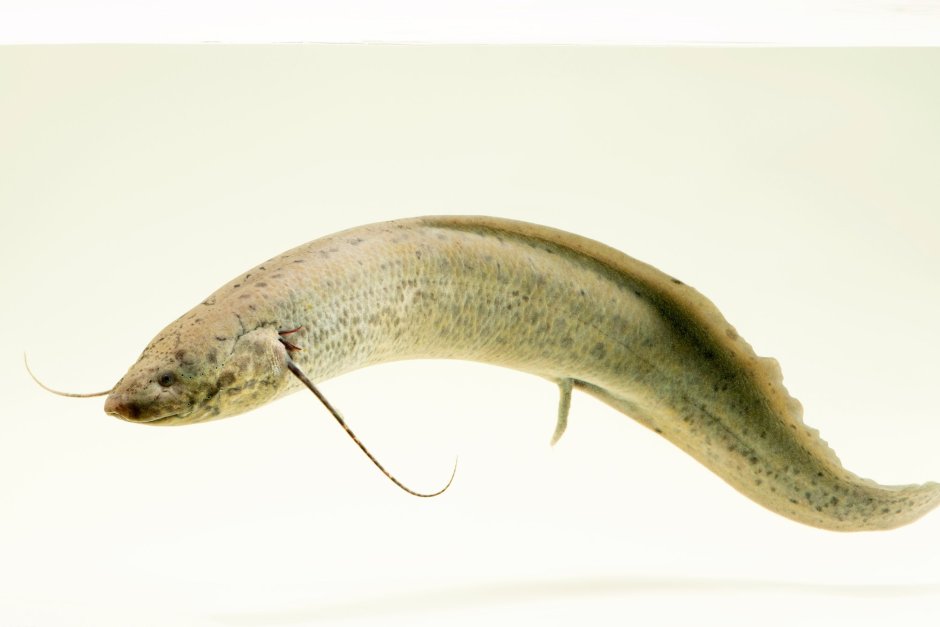 Protopterus dolloi