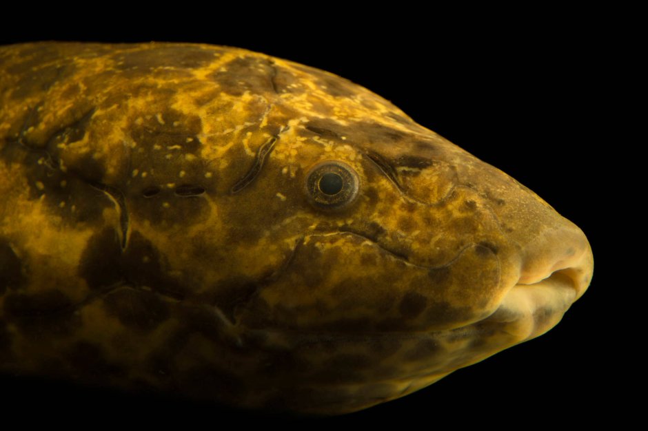 Protopterus annectens
