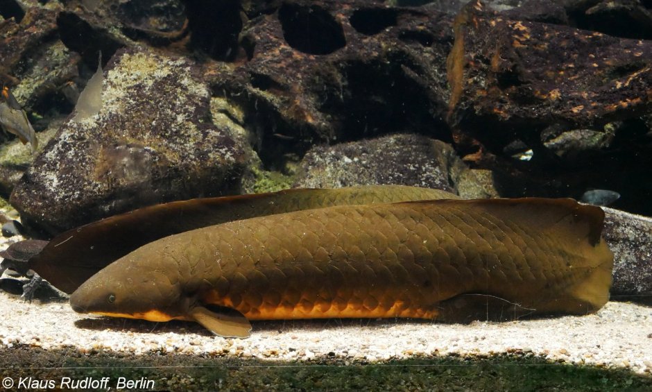 Бурый протоптер (Protopterus annectens)