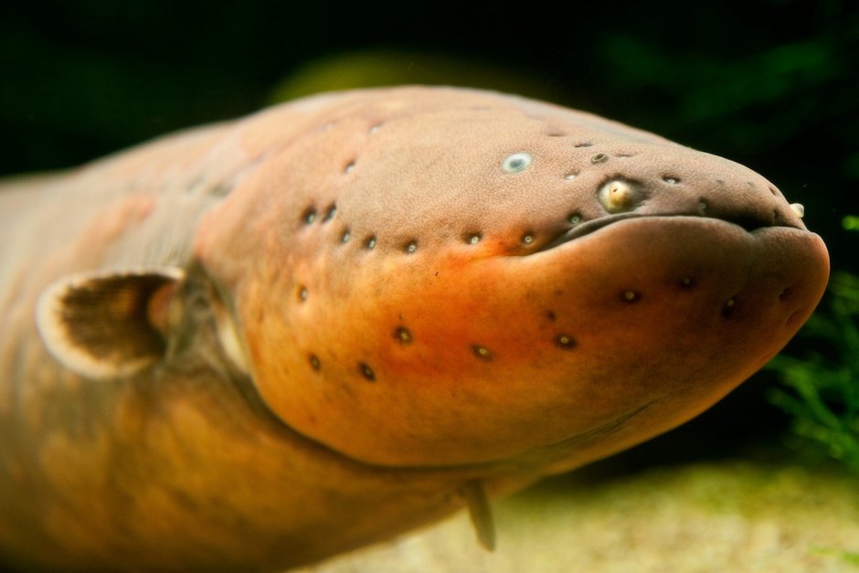 Бурый протоптер (Protopterus annectens)