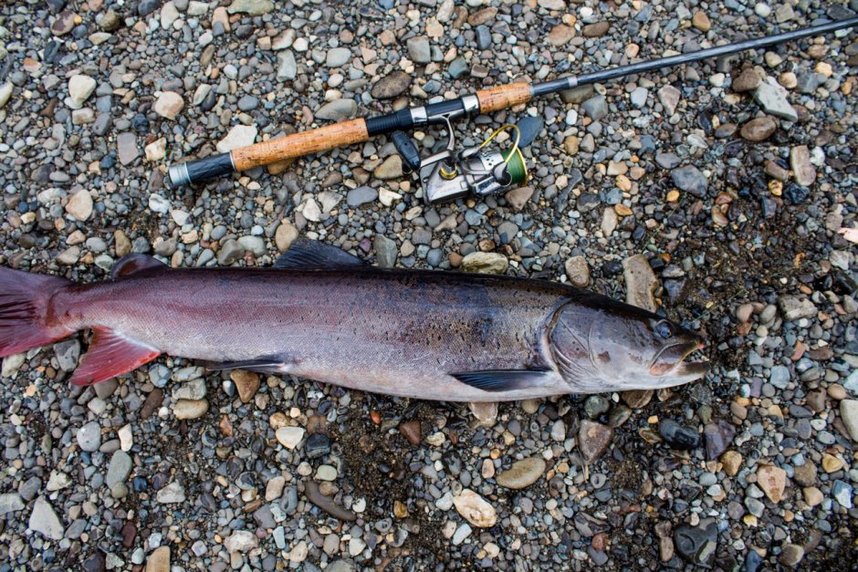 Таймень Дальневосточный