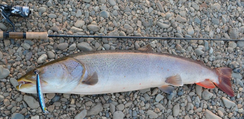 Обыкновенный Таймень