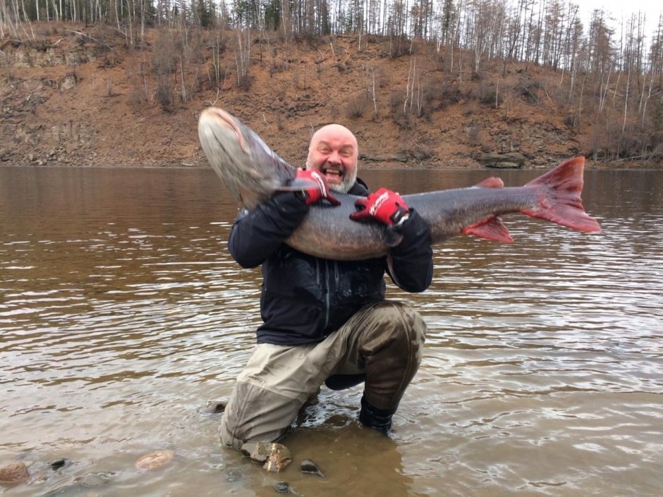 Таймень 100кг