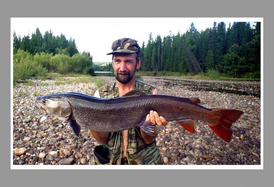 Таймень Якутский