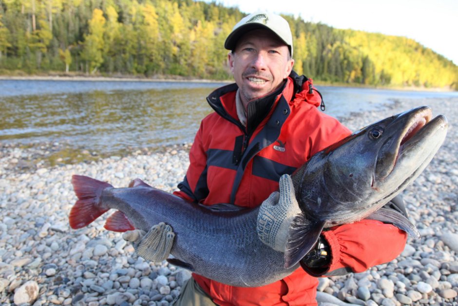 Таймень трофей