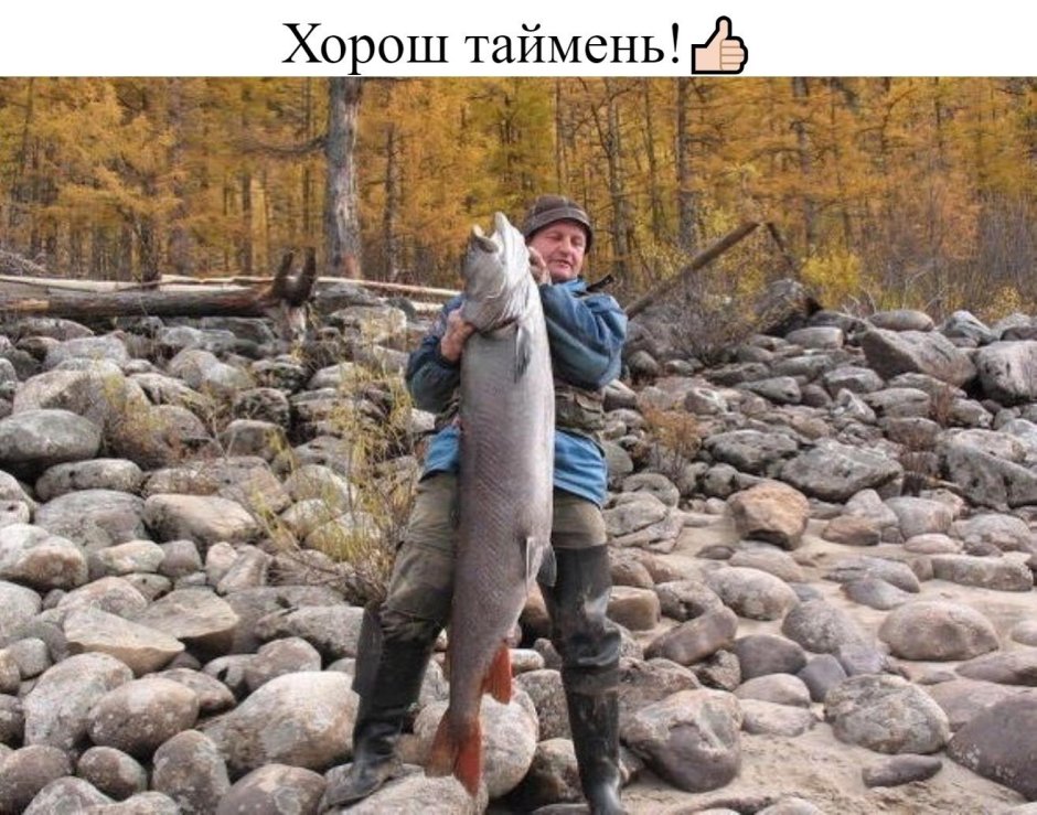 Тату Таймень