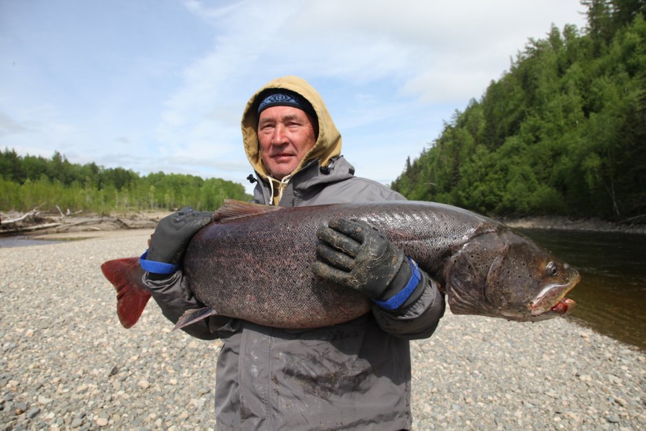 Таймень 80 кг
