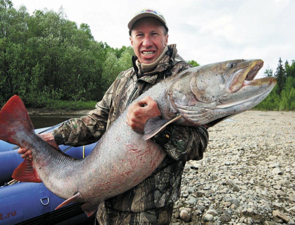 Таймень Дальневосточный