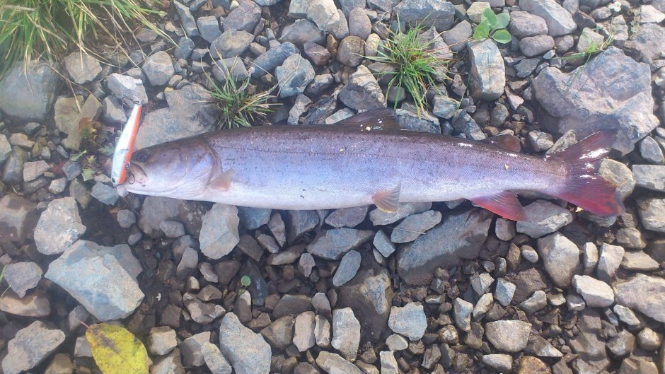 Таймень рыба маленький