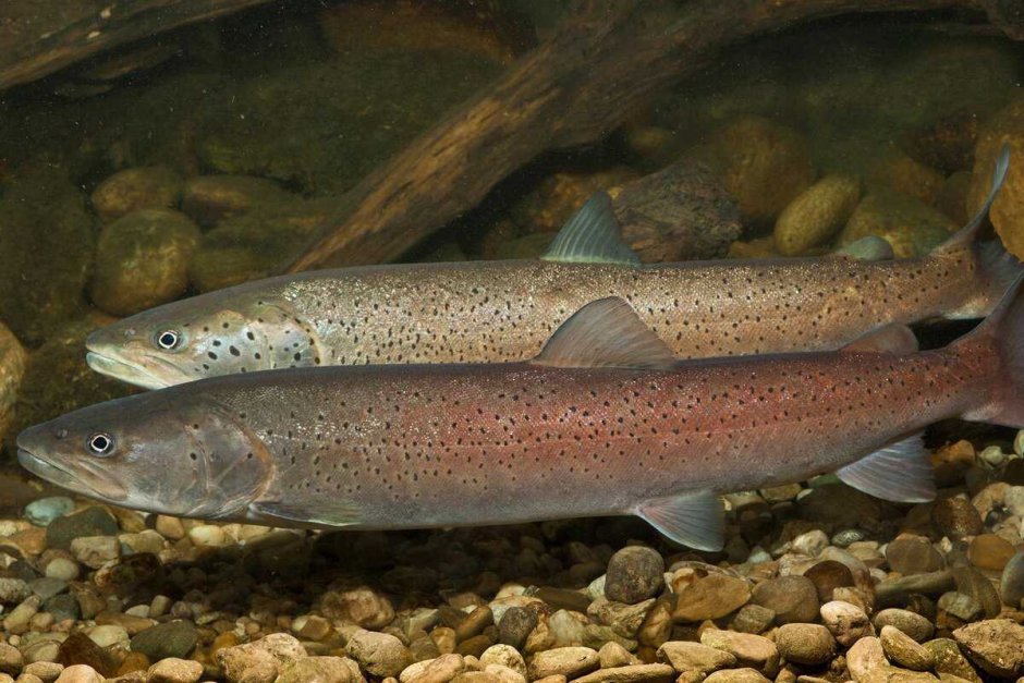 Таймень рыба