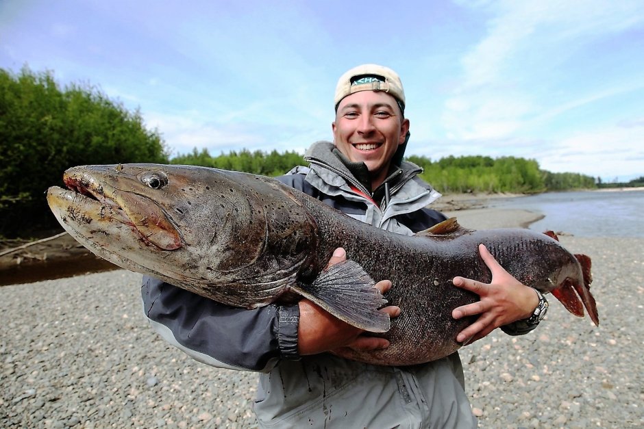 Таймень рыба