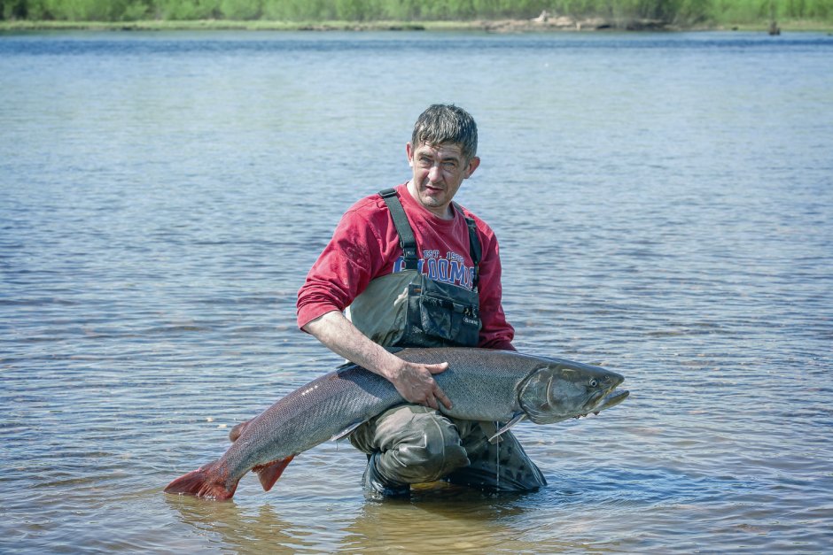 Таймень рыба Новокузнецк