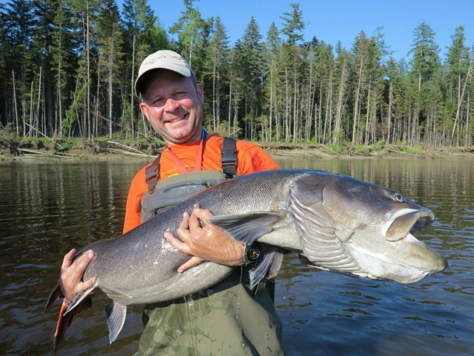 Таймень Байкальский