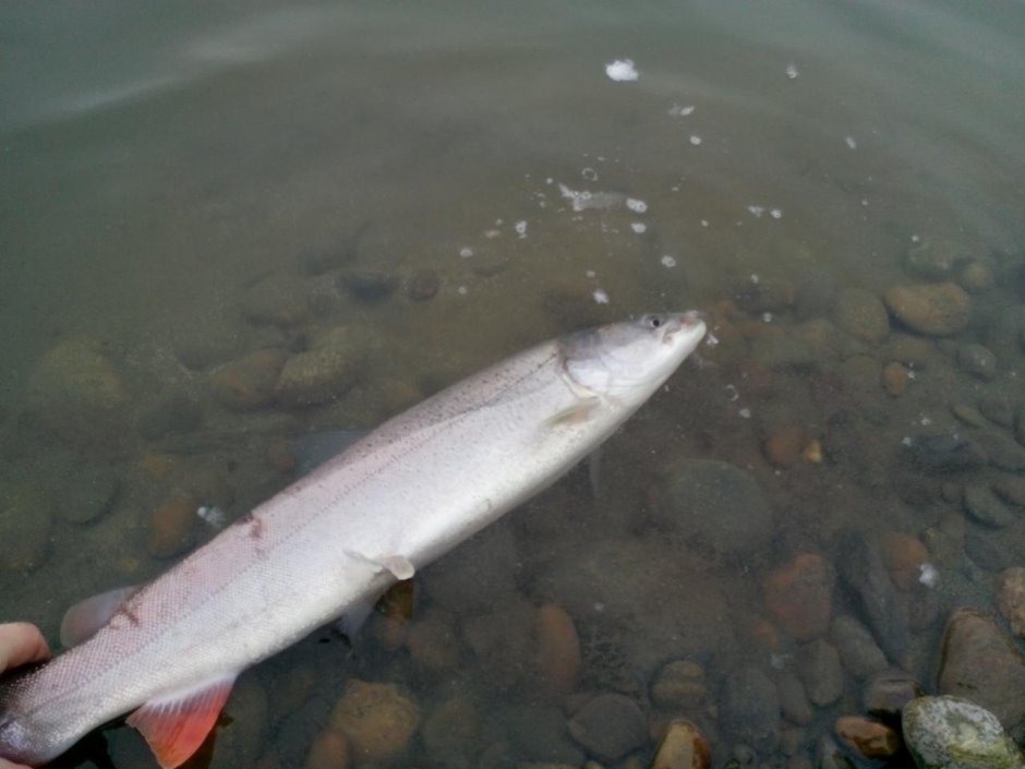 Малек тайменя