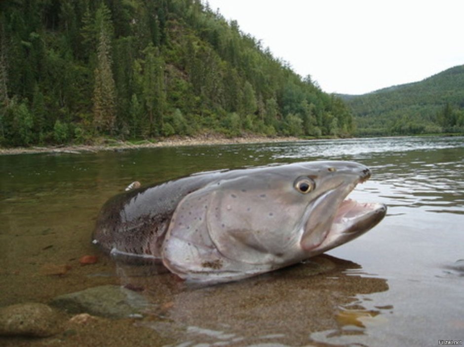 Таймень рыба