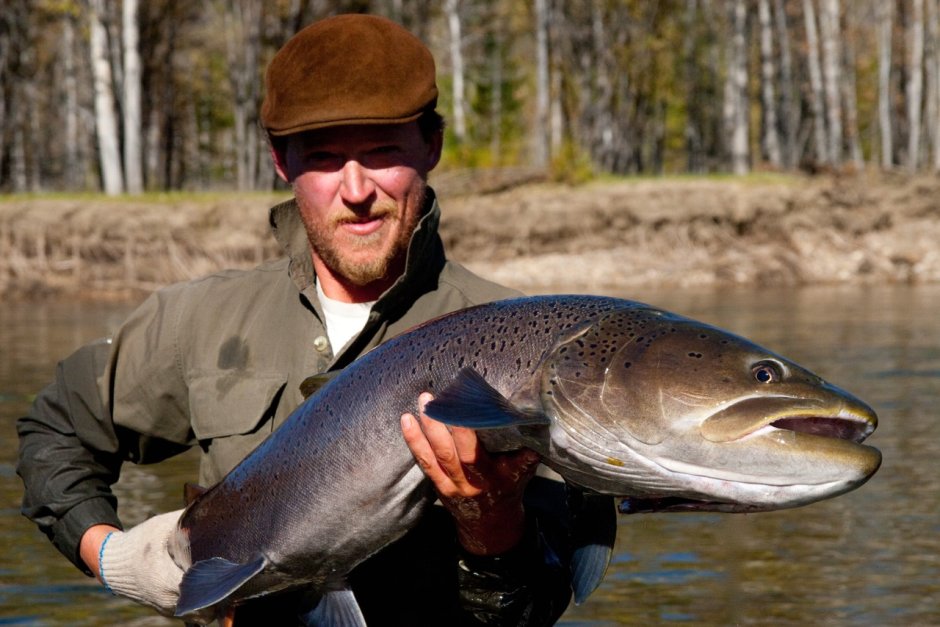 Hucho Taimen Таймень