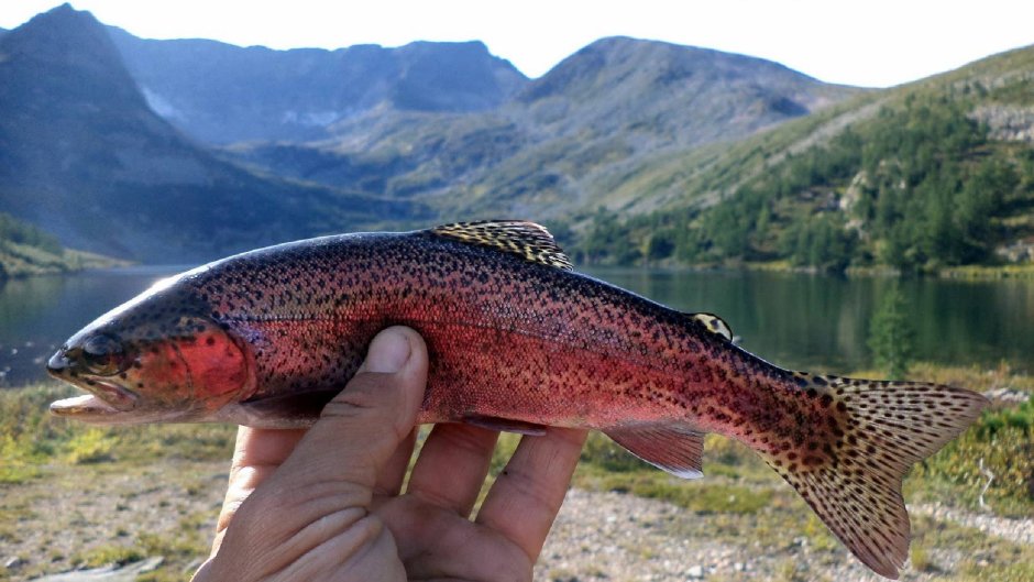 Кузнецкий Алатау хариус