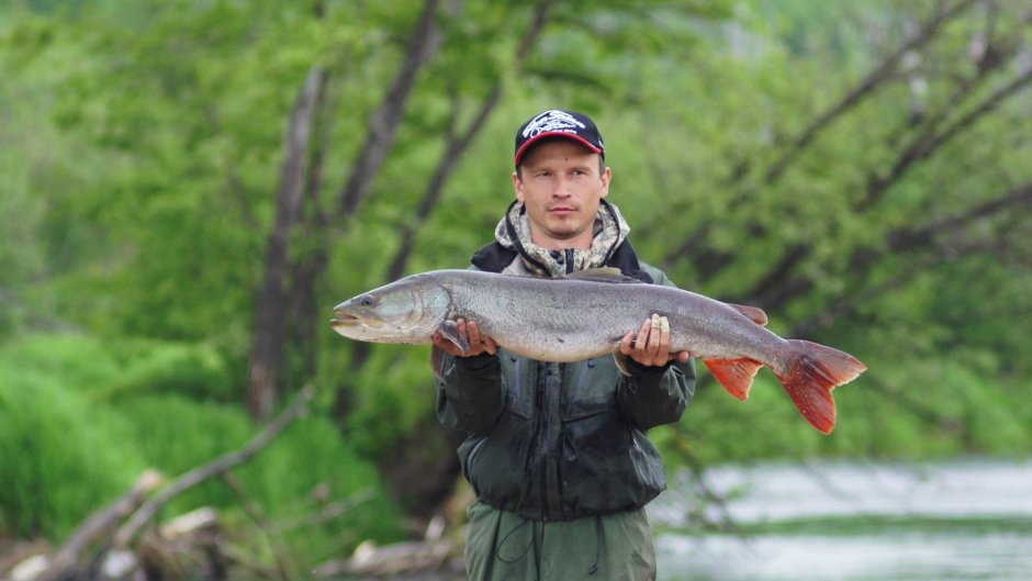 Таймень Амурский