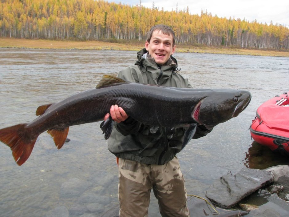 Река Енисей рыбалка Таймень