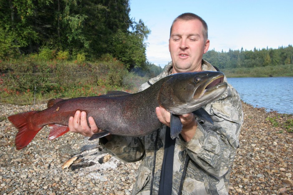 Таймень хариус рыба