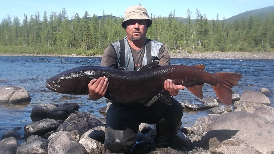 Якутский Таймень 80кг