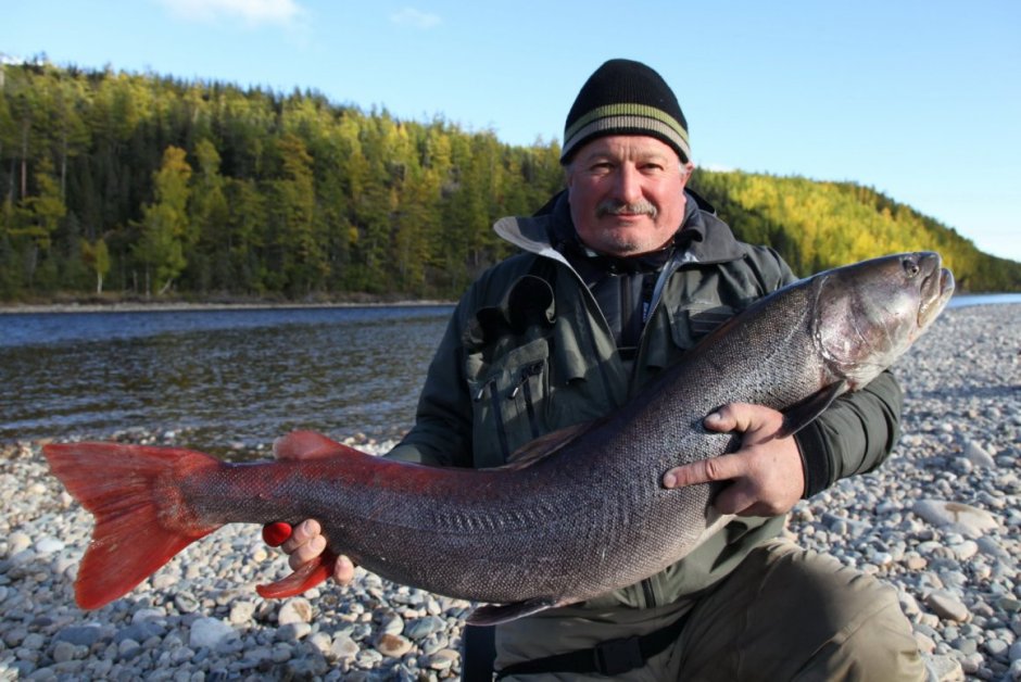 Рыба Таймень в Енисее