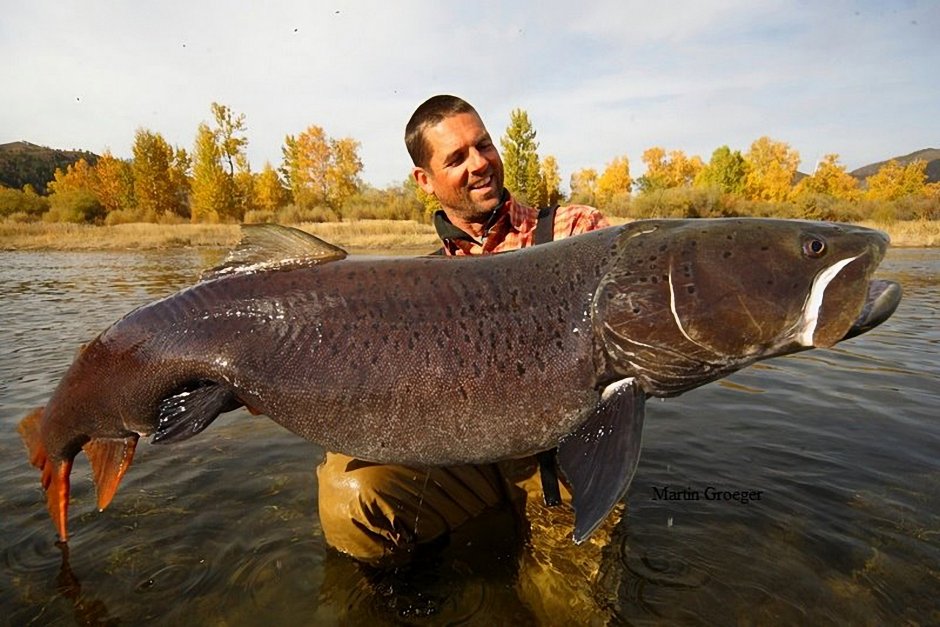 Таймень рыба
