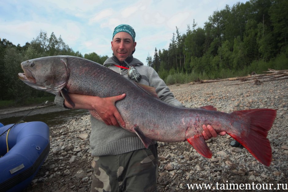 Таймень рекорд