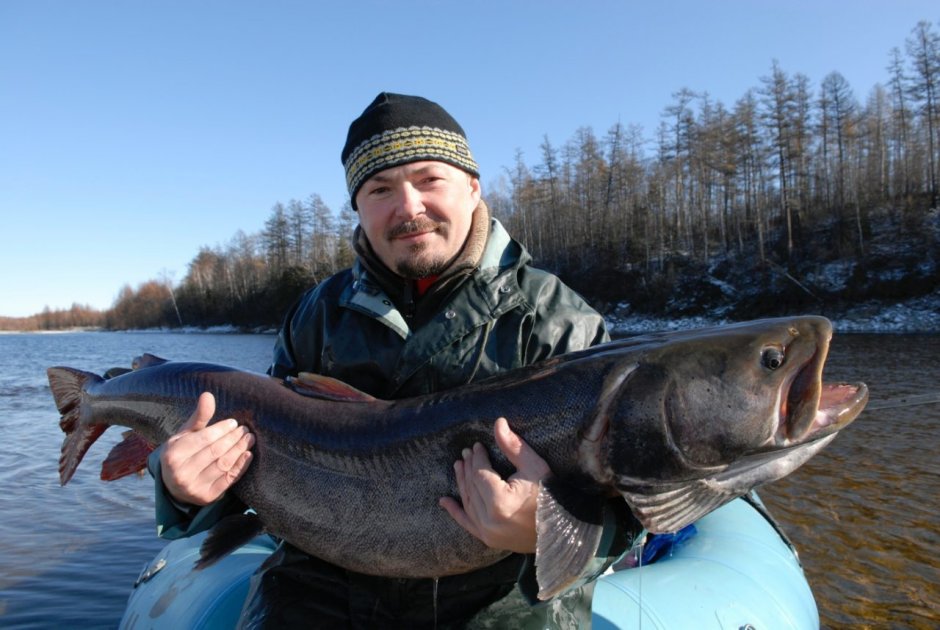 Таежный Таймень